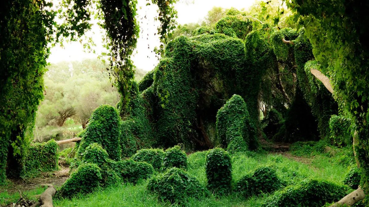 A peaceful garden with ornate gates, serene lake and green vegetation at the Secret Garden: a good alternative for mount lofty botanic garden