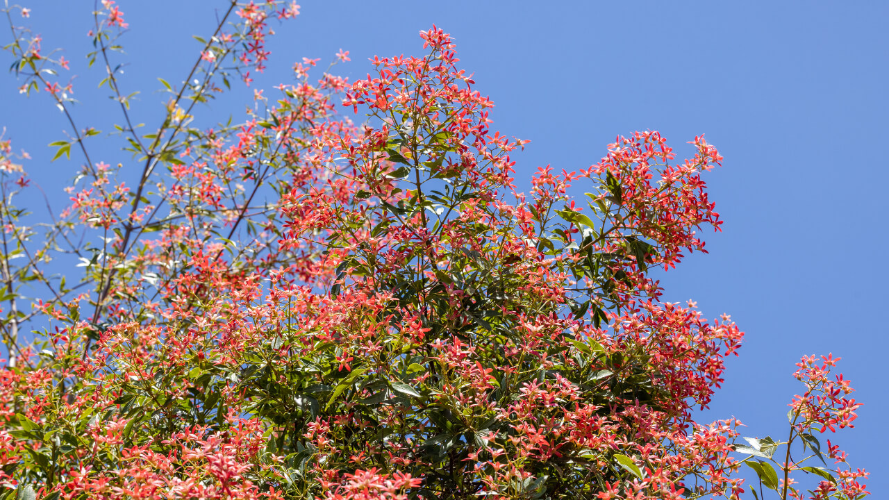 Christmas bush plant